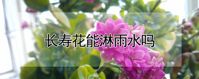 長(zhǎng)壽花能淋雨水嗎