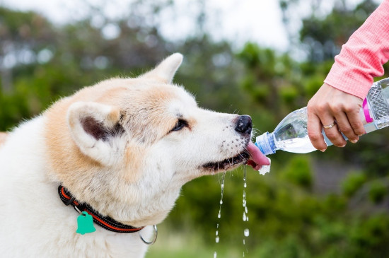 狗狗能吃獼猴桃嗎