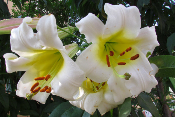 百合花一年開幾次花期