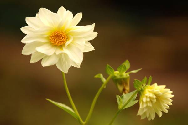冬季花卉怎么養(yǎng)護