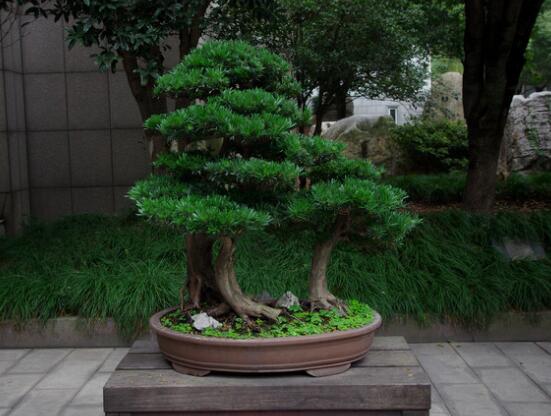 羅漢松盆景養(yǎng)護(hù)方法，老農(nóng)總結(jié)五大最實(shí)際有效方法