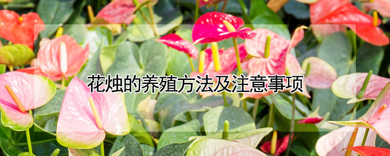 花燭的養(yǎng)殖方法及注意事項