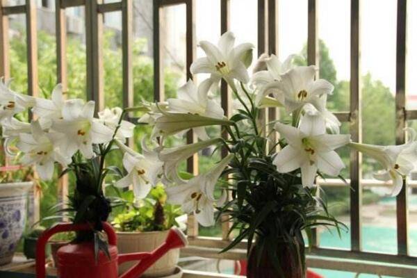 香水百合的花期，每年的夏季開花（花期在2個月左右）