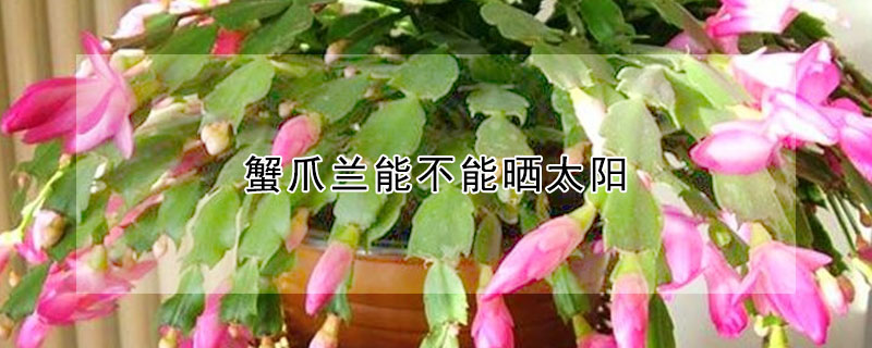 蟹爪蘭能不能曬太陽(yáng)