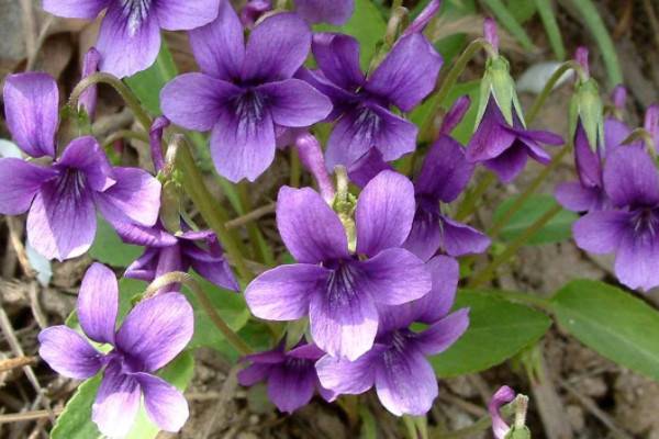 堇菜和紫花地丁區(qū)別