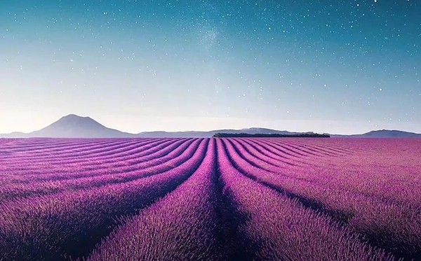 薰衣草的花語(yǔ),薰衣草的寓意和象征是什么