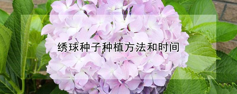 繡球種子種植方法和時間
