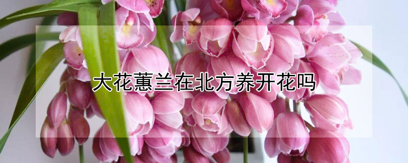 大花蕙蘭在北方養(yǎng)開花嗎