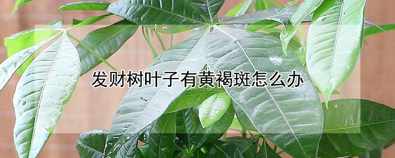 發(fā)財(cái)樹葉子有黃褐斑怎么辦