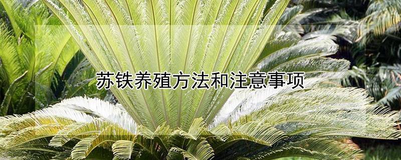 蘇鐵養(yǎng)殖方法和注意事項