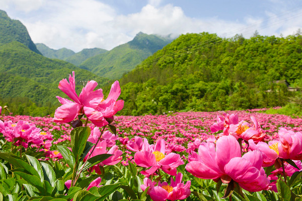 芍藥花夏季開花嗎