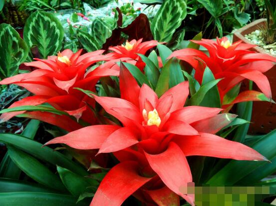 怎么讓鴻運當(dāng)頭開花，做好四個基本要點花開爆盆