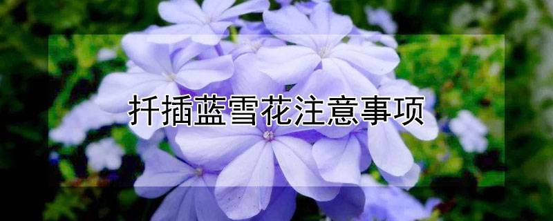 扦插藍(lán)雪花注意事項(xiàng)
