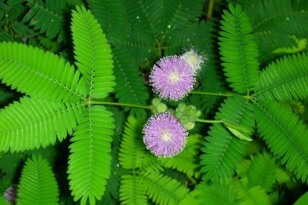 含羞草葉子不張開怎么辦，增加光照并加強通風(fēng)