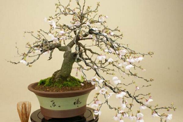 櫻花栽植技術及方法，栽植之前一定要修剪植株的根部