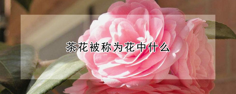 茶花被稱(chēng)為花中什么