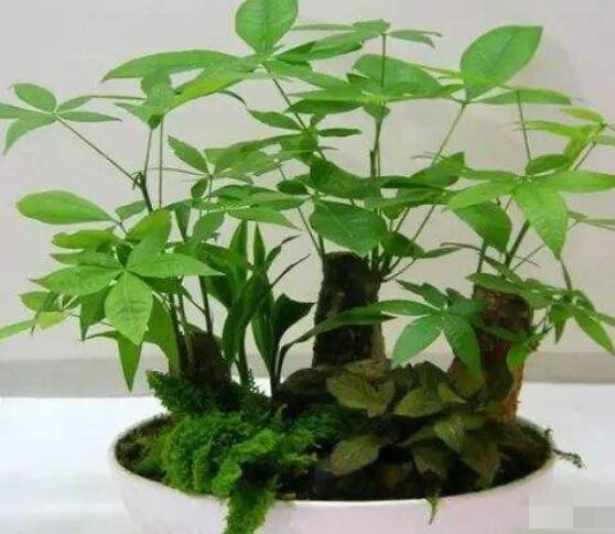 家里養(yǎng)的發(fā)財樹葉子發(fā)黃怎么辦，教你四種最有效的解決方法恢復綠意