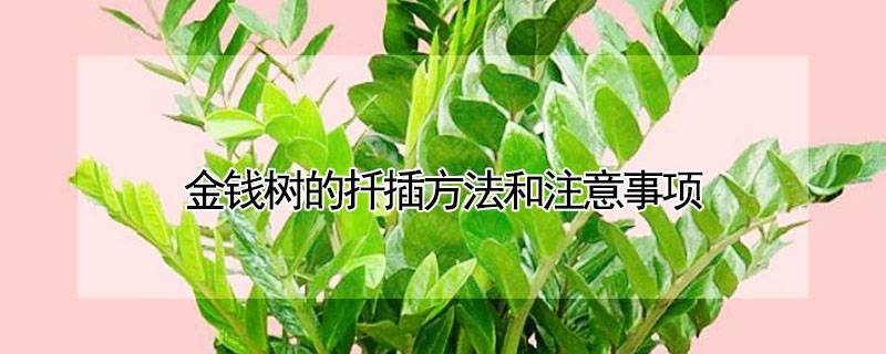 金錢樹的扦插方法和注意事項(xiàng)