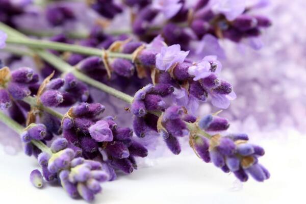 薰衣草花語圖片，薰衣草代表真愛