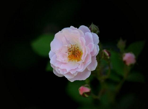 薔薇花適合東北種植嗎，適宜/但是要注意栽種的方法