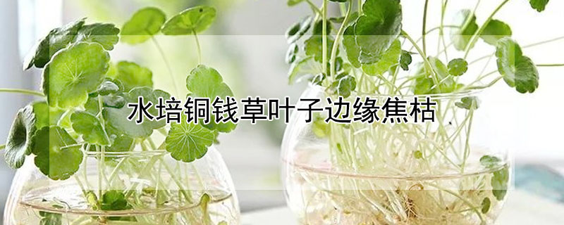 水培銅錢(qián)草葉子邊緣焦枯