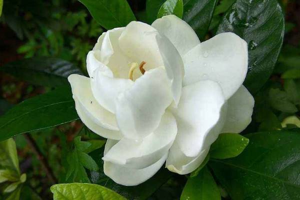 梔子花花瓣發(fā)黃怎么辦
