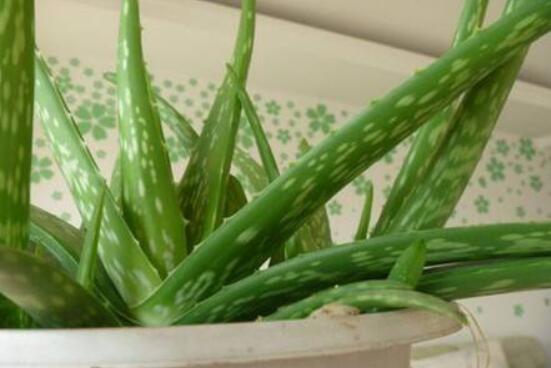 蘆薈的功效，美容養(yǎng)顏、防御病菌、減肥止痛