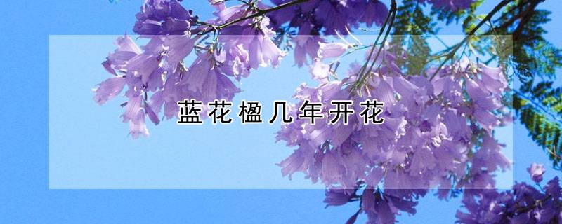 藍(lán)花楹幾年開花