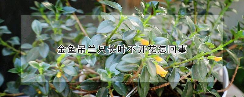 金魚吊蘭只長(zhǎng)葉不開花怎回事