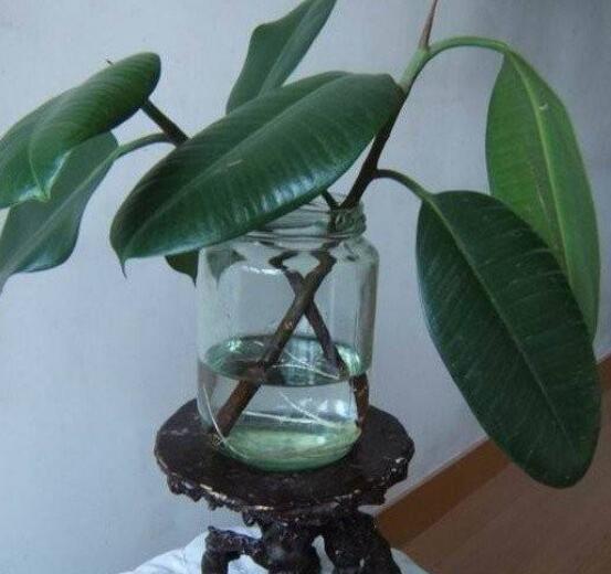 橡皮樹泡水幾天生根，最快半個(gè)月時(shí)間生長出根