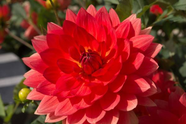 冬季花卉怎么養(yǎng)護