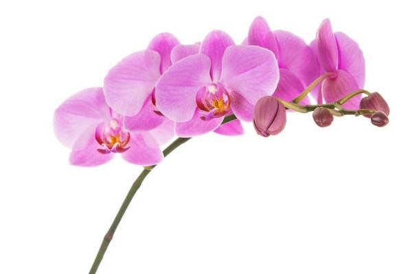 蝴蝶蘭春節(jié)開花幾時(shí)種