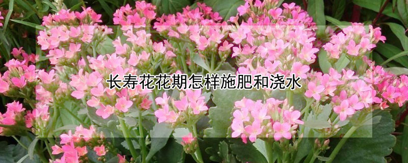 長(zhǎng)壽花花期怎樣施肥和澆水