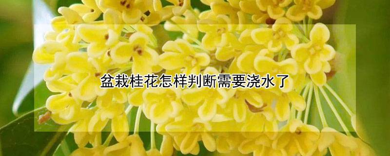盆栽桂花怎樣判斷需要澆水了