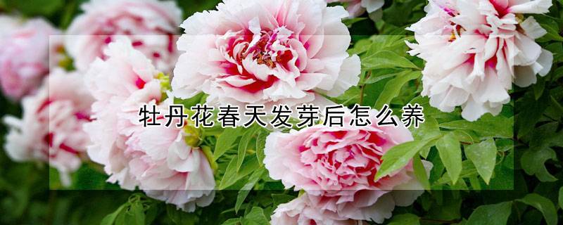 牡丹花春天發(fā)芽后怎么養(yǎng)