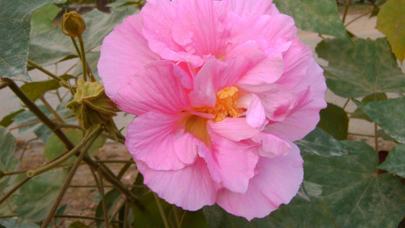 芙蓉花怎樣用葉片扦插