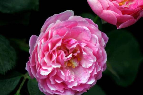 薔薇花的養(yǎng)殖方法和注意事項(xiàng)