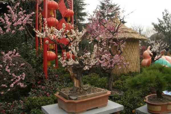 盆栽梅花的養(yǎng)殖方法，養(yǎng)好梅花必須要做好以下幾點(diǎn)