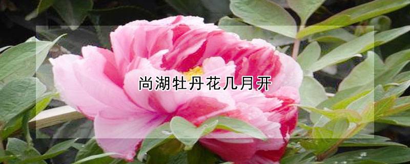 尚湖牡丹花幾月開