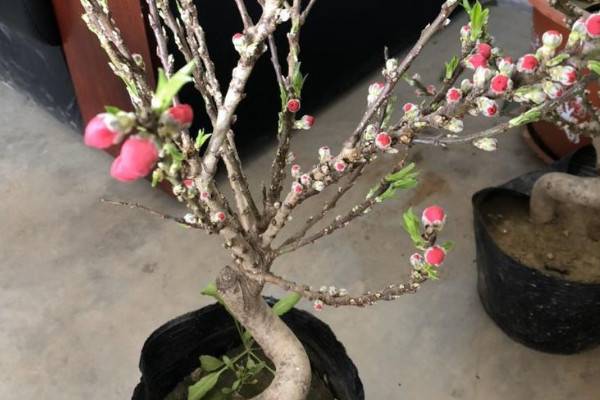 桃花盆景怎么養(yǎng)殖方法