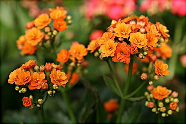 長壽花不開花怎么辦，可補(bǔ)充光照每年打頂兩次