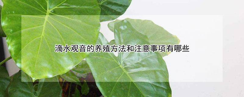 滴水觀音的養(yǎng)殖方法和注意事項(xiàng)有哪些