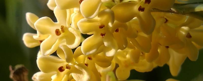 桂花樹(shù)干枯怎么辦