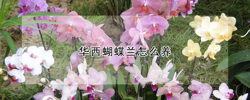 華西蝴蝶蘭怎么養(yǎng)