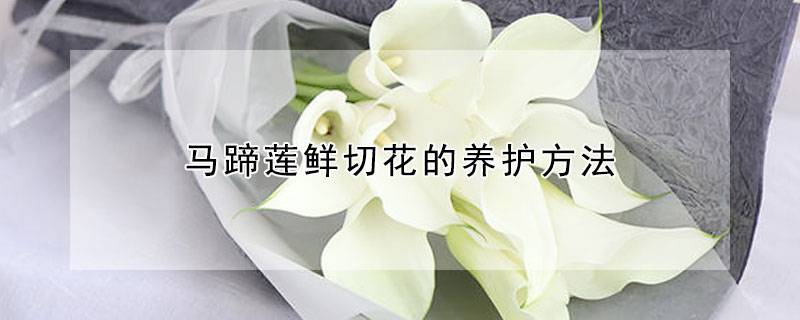馬蹄蓮鮮切花的養(yǎng)護(hù)方法