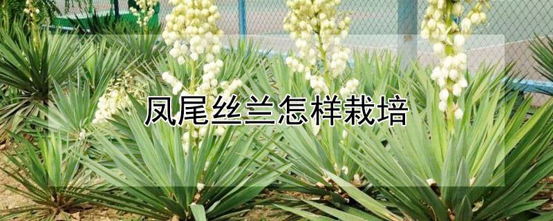 鳳尾絲蘭怎樣栽培
