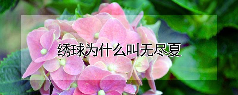 繡球為什么叫無盡夏