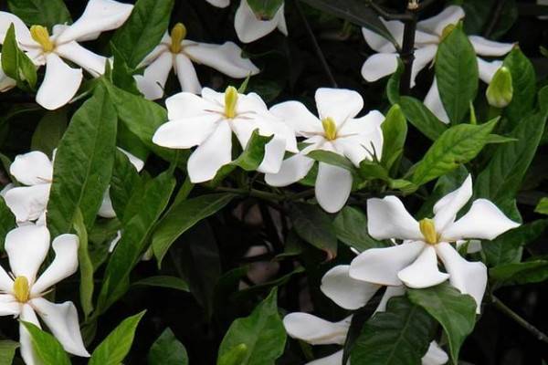 梔子花花瓣發(fā)黃怎么辦