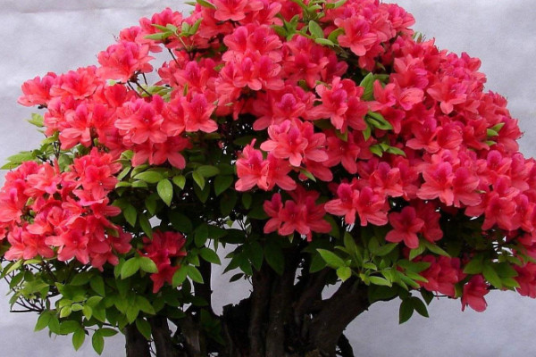 夏季杜鵑花北方怎么養(yǎng)家庭養(yǎng)