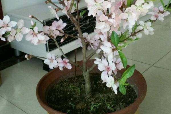 桃花盆景怎么養(yǎng)殖方法